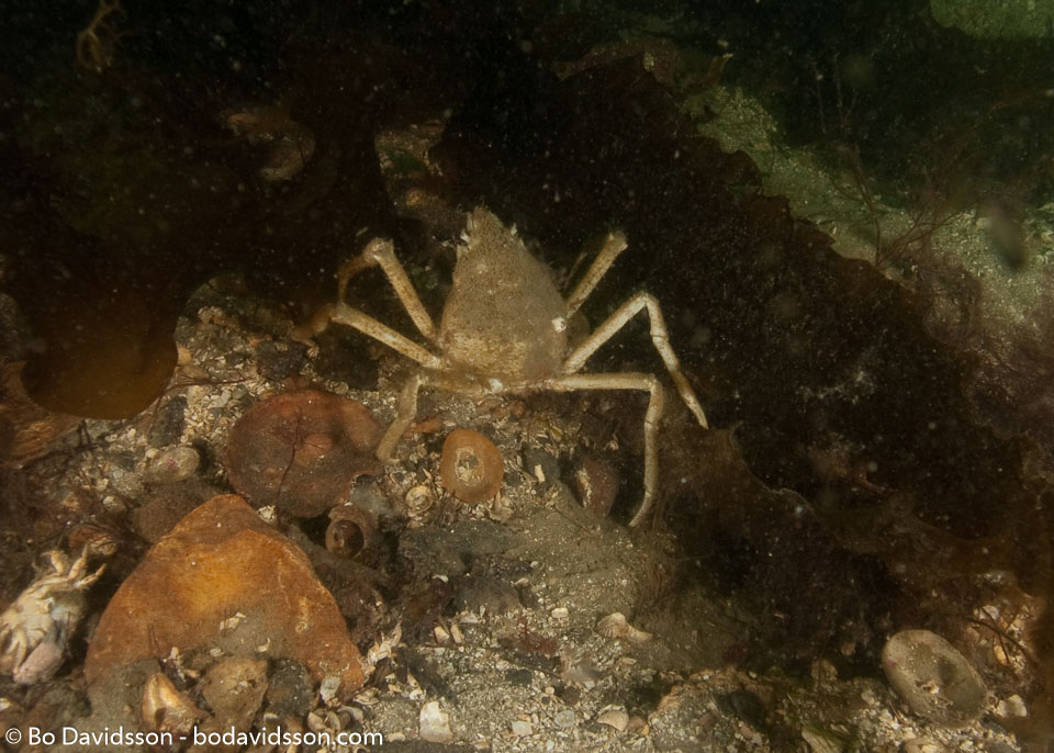 BD-100417-Lysekil-4175041-Hyas-coarctatus.-Leach.-1816-[Contracted-crab.-Maskeringskrabba].jpg